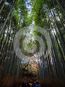 Arashiyama bamboo grove in Japan