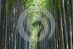 Arashiyama Bamboo Grove in Kyoto, Japan