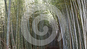 Arashiyama Bamboo Grove, Kyoto, Japan