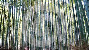 Arashiyama Bamboo Grove, Kyoto, Japan