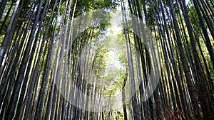 Arashiyama Bamboo Grove, Kyoto, Japan