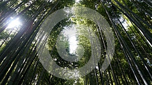 Arashiyama Bamboo Grove, Kyoto, Japan