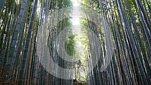 Arashiyama Bamboo Grove, Kyoto, Japan