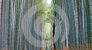 Arashiyama Bamboo Grove, Kyoto, Japan