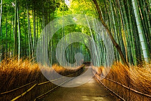 Arashiyama Bamboo Grove photo