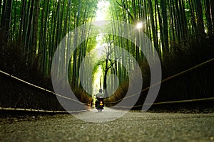 Arashiyama Bamboo photo