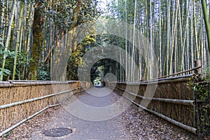 Arashiyama Bamboo Grove. A Mesmerizing Grove in Kyoto, Japan