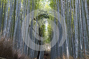 Arashiyama Bamboo Grove. A mesmerizing grove in Kyoto, Japan