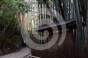 Arashiyama Bamboo Grove in the Morning in Kyoto, Japan