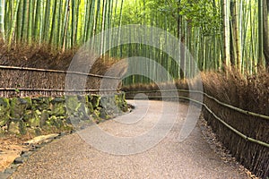 Arashiyama Bamboo Grove