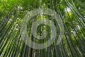 Sagano Bamboo Forest photo