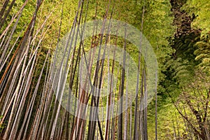 Arashiyama Bamboo Grove Zen garden light up at night