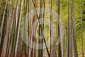 Arashiyama Bamboo Grove Zen garden light up at night