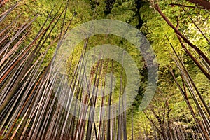 Arashiyama Bamboo Grove Zen garden light up at night