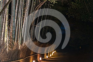 Arashiyama Bamboo Grove Zen garden light up at night