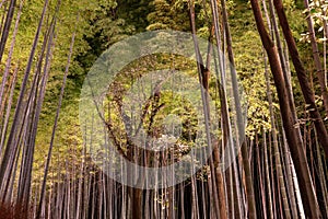 Arashiyama Bamboo Grove Zen garden light up at night