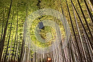 Arashiyama Bamboo Grove Zen garden light up at night