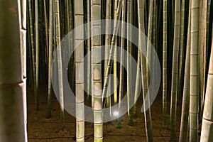 Arashiyama Bamboo Grove Zen garden light up at night