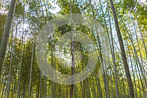 Arashiyama Bamboo Grove Zen garden, a natural forest of bamboo in Arashiyama, Kyoto