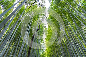 Arashiyama Bamboo Grove Zen garden, a natural forest of bamboo in Arashiyama, Kyoto