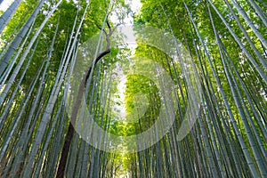 Arashiyama Bamboo Grove Zen garden, a natural forest of bamboo in Arashiyama, Kyoto