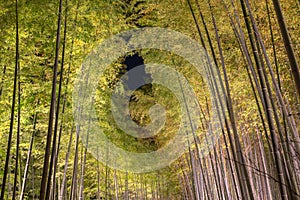 Arashiyama Bamboo Grove Zen garden, a natural forest of bamboo in Arashiyama, Kyoto