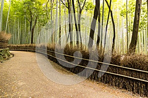 Arashiyama Bamboo Path, famous travel destination in Japan.