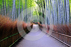 Arashiyama bamboo path, Japan photo