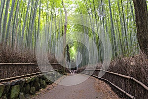 Arashiyama Bamboo Path, Japan