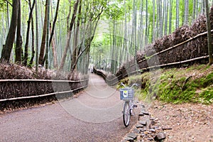 Arashiyama Bamboo Path, Japan