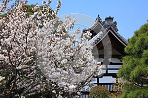 Arashiyama, Kyoto - spring view