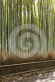 Arashiyama mountain Kyoto Japan famous landmark for tourist with bamboo forest