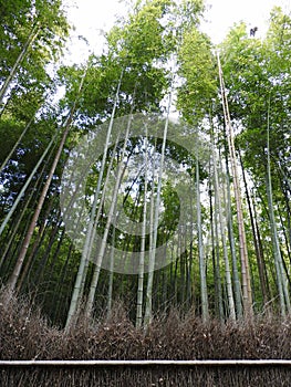 Arashiyama-Sagano Bamboo Forest, Kyoto, Japan