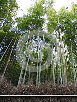Arashiyama-Sagano Bamboo Forest, Kyoto, Japan photo