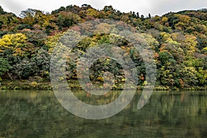Arashiyama trees in Autumn