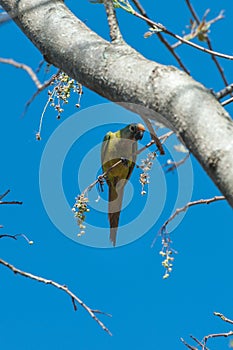 Aratinga bird clinging to a branch with some flowers.