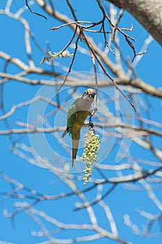 Aratinga bird clinging to a branch with some flowers.