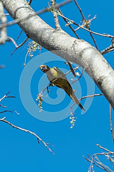 Aratinga bird clinging to a branch with some flowers.