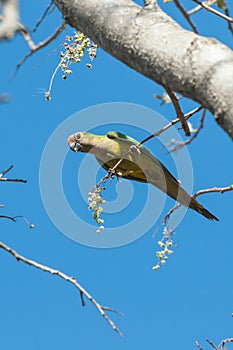 Aratinga bird clinging to a branch with some flowers.