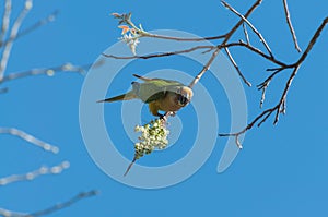 Aratinga bird clinging to a branch with some flowers.