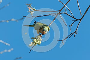 Aratinga bird clinging to a branch to eat some flowers.