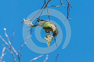 Aratinga bird clinging to a branch to eat some flowers.