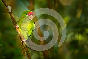 Aratinga finschi in the nature habitat, sitting on the tree branch in the tropic forest. Green bird with red cap photo
