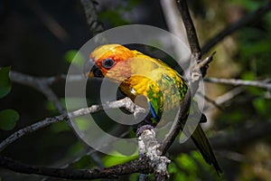 An aratinga solstitialis from BarÃÂº Island photo