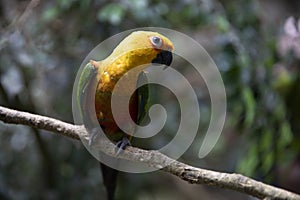 Aratinga solstitialis. Yellow parrot Aratinga spiky. Bird on the tree