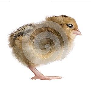 Araucana, 2 days old, standing