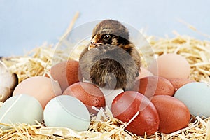 Araucana Chick and Eggs photo