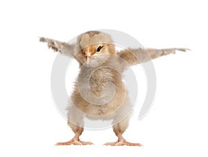 Araucana Chicken, in front of a white background