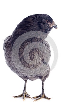 Araucana chicken