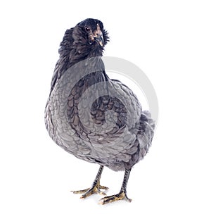 Araucana chicken photo